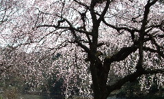 新宿御苑のしだれ桜