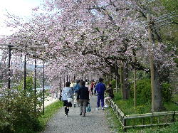 京都 半木の桜 加茂川
