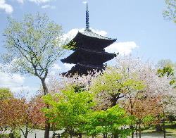 京都 東寺 桜