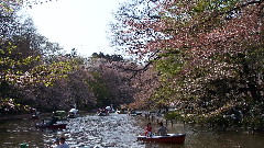 井の頭公園の葉桜