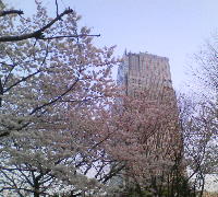 東京ミッドタウンタワーと桜