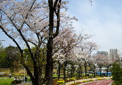 東京ミッドタウンの桜並木