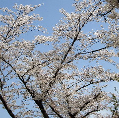 東京ミットタウンの桜の見頃ろ